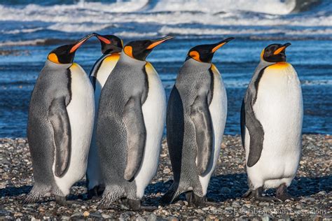 Pingüino Rey Tierra del Fuego | Patagonia tours | Far South Expeditions