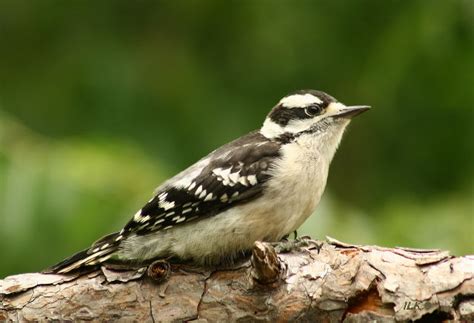 Young Female Downy Woodpecker | Taken in Linton Indiana Gree… | Flickr