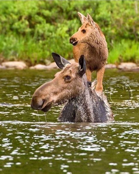 Moose & Calf | Cute animals, Animals, Mammals