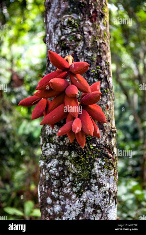 Fruit of the Kalumpang Tree in the Rainforest Discovery Centre in ...