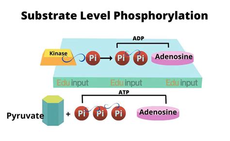 ATP Synthesis Pathway | Substrate Level Phosphorylation | Mechanism of Chemiosmosis