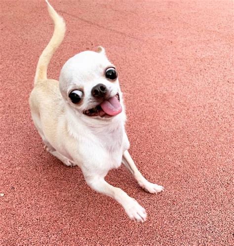 When you see your favorite treat | Chihuahua funny, Ugly puppies, Cute ...