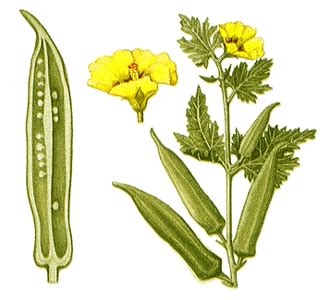 Botany | Botany, Okra, Plant drawing