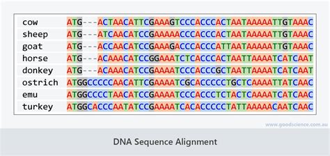 Evolution – The Evidence | Good Science