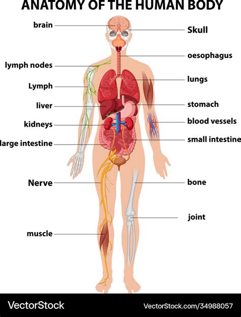 Anatomy human body information infographic Vector Image