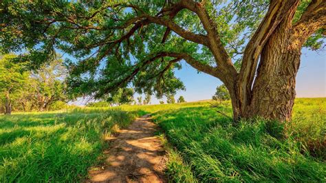 sunny day, meadow, field, sky, 1080P, countryside, landscape, sunshine ...