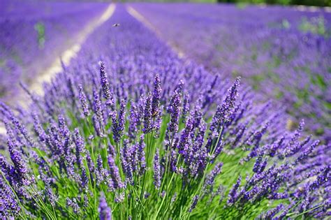 HD wallpaper: bloom, blooming lavender, flower, flowers, fragrant ...