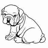 Bulldog Coloring Pages sketch template