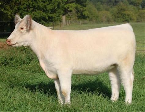 Shorthorn Cattle - Knowledge Base LookSeek.com