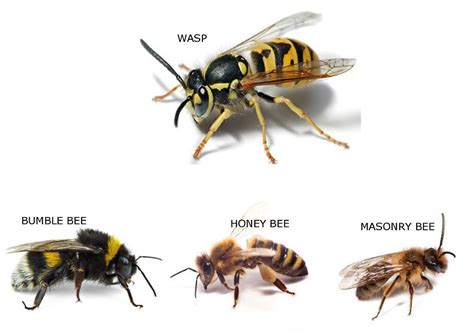 What’s the difference between a wasp and a bee?