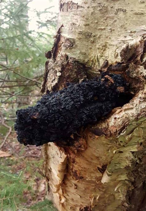 Harvesting Chaga & How To Use It - Earth, Food, and Fire