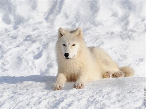 Morton's Musings: Arctic Wolf