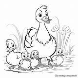 Yellow Duck Coloring Pages  Free & Printable sketch template
