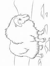 Realistic Musk Ox Coloring Page sketch template