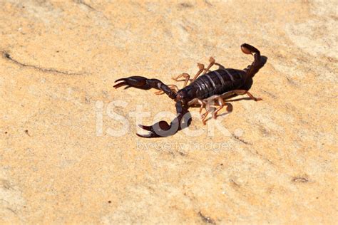 Small Scorpion Stock Photo | Royalty-Free | FreeImages