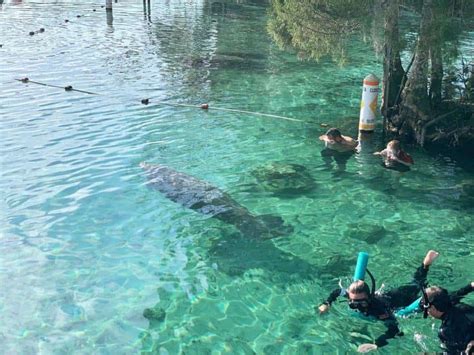 Swimming with Manatees at Crystal River National Wildlife Refuge - Places.Travel