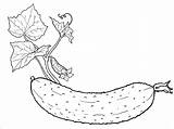 Cucumbers Coloring Pages  ColoringBay sketch template