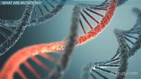 Beneficial Mutations: Examples & Effects - Video & Lesson Transcript | Study.com