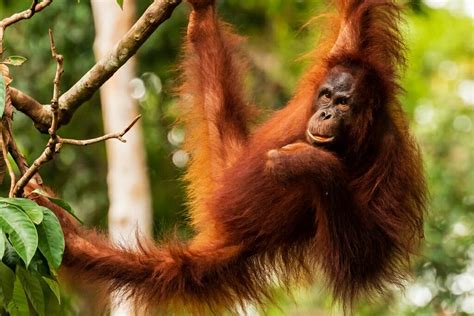 12 Incredible Borneo Animals and the Best Places to See Borneo Wildlife