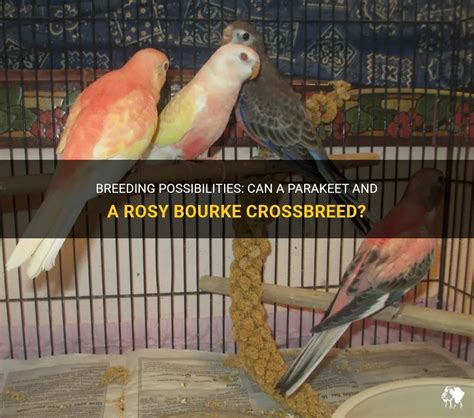 Breeding Possibilities: Can A Parakeet And A Rosy Bourke Crossbreed? | PetShun