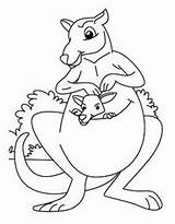 Kangaroo Coloring Pages Free Printable PDF sketch template