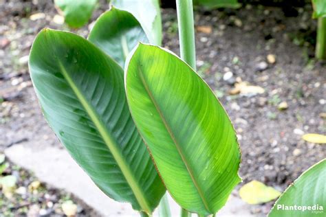 a green plant with large leaves on it's stalk in the dirt near some plants