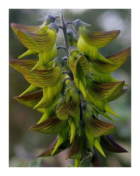 This Unusual Plant Grows Hummingbird-Shaped Flowers And It's Beautiful ...