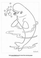 Beluga Whale Coloring Page sketch template