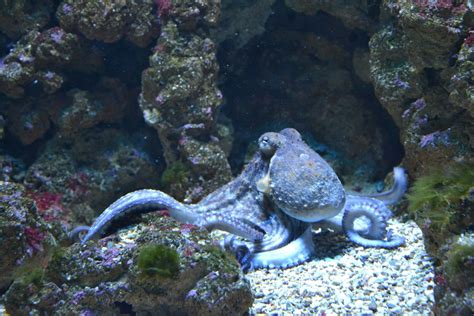 10 Octopus Adaptations (Evolutionary Secrets!) – Fauna Facts