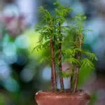 Everything You Need to Know About Bamboo Bonsai Care