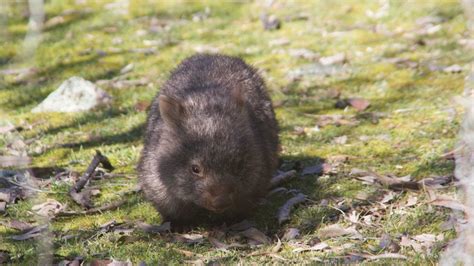 WomSAT project to begin advocating for wombat conservation after ...