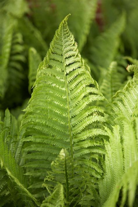 9 Low-Maintenance Ferns to Liven Up Your Shade Garden in 2020 ...