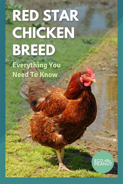 Red Star Chicken Breed Guide: All You Need To Know | Chickens backyard, Chicken breeds, Breeds