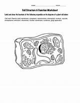 The Ultimate Guide To Cell Organelles Coloring Answer Key Included sketch template
