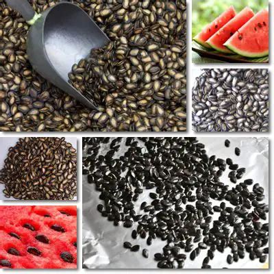 Watermelon seeds and intestinal blockage – NatureWord