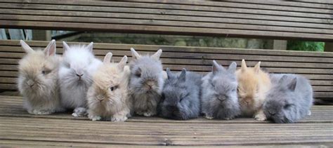 Lionhead Rabbit - Overview Varieties & Colors (100+ Pictures)