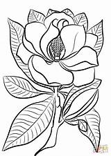 Magnolia Coloring Page  Free Printable Coloring Pages sketch template