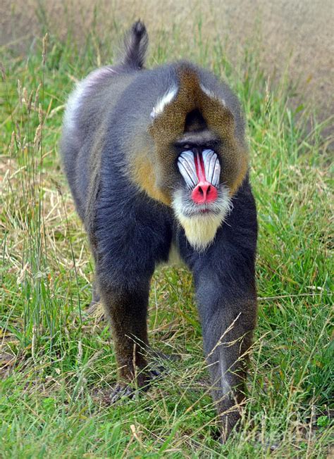 The World's Largest Species Of Monkey The Mandrill Photograph by Jim Fitzpatrick