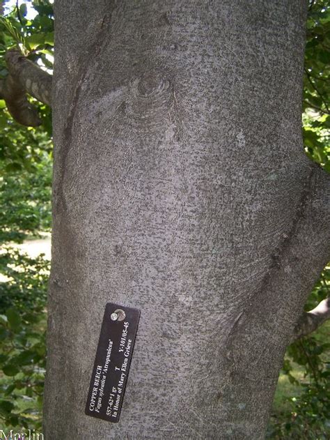 copper beech bark | Copper beech, Tree bark, Beech