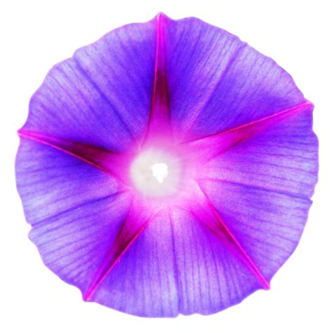 Purple and Pink Morning Glory Flower Clip Art · Free Stock Photo