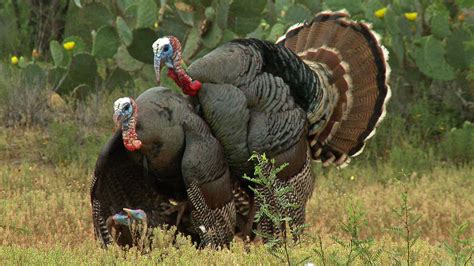 Turkey Hunting Wallpapers - Top Free Turkey Hunting Backgrounds - WallpaperAccess