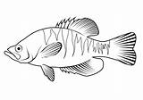 White Crappie Pomoxis Annularis coloring Page  Free Printable sketch template