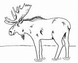 Moose coloring Page 2  Free Printable Coloring Pages sketch template