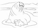 Mãe E Bebê Morsa sketch template