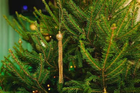 Christmas Ball Golden With Pines - Creative Commons Bilder