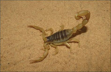 Desert Hairy Scorpion - Jonathan's Jungle Roadshow