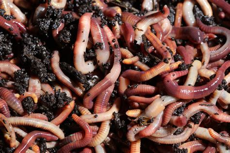 European Nightcrawlers: Versatile Composting & Fishing Worms – Brothers ...