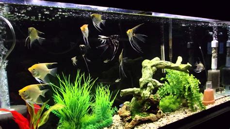 55 Gallon Angel Fish Tank - YouTube