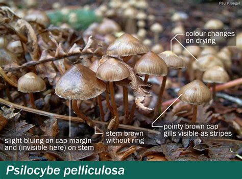 Psilocybe pelliculosa – Mushrooms Up! Edible and Poisonous Species of ...