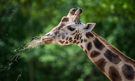 Giraffe dies from broken neck | WTSP.com